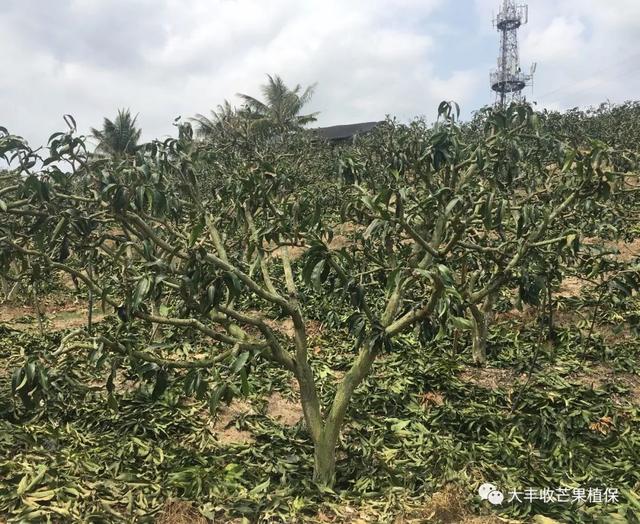 芒果树怎么修剪来年才能挂果高？你想要的答案来了