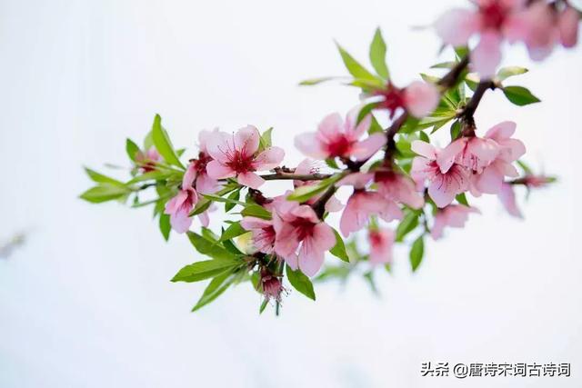 桃花流水是什么生肖 桃花流水是什么生肖（桃花流水是什么生肖动物） 生活