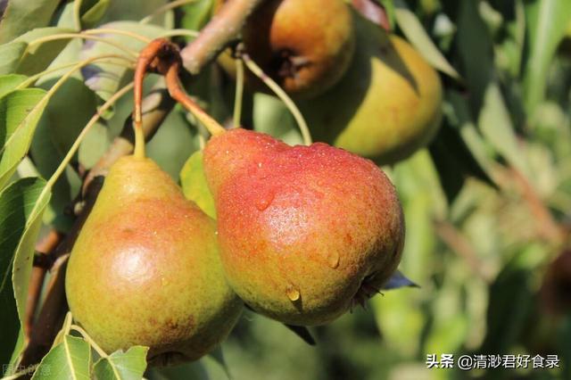 秋分到天转凉，这两方面饮食要多关注，顺应时节保健康，别太大意