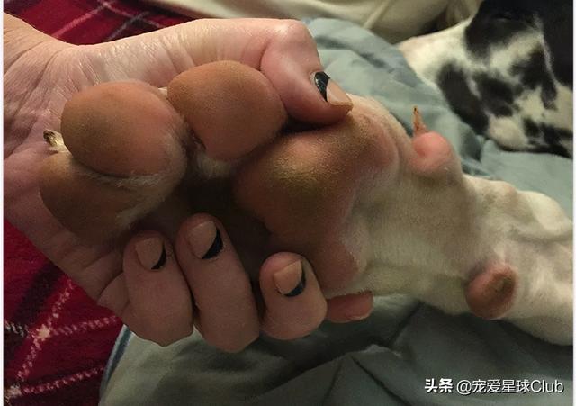 大丹麦犬