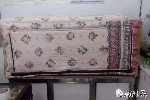 龙鱼论坛