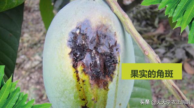 芒果的常见病害？角斑、炭疽、露水斑、红点、黑心病！尽早防治4