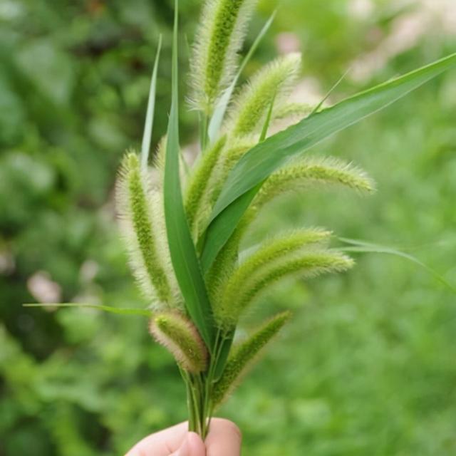 农村随处可见的狗尾草，别把它当野草对待了，有5大价值请珍惜4