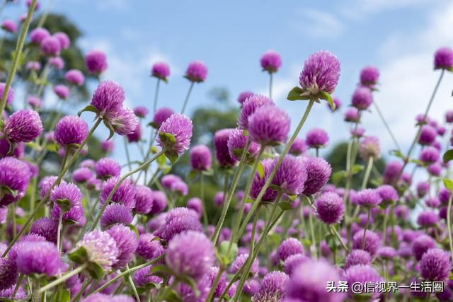 秋天盛開的花有哪些 Kks資訊網
