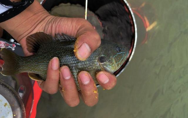 人為放生 廣東一水庫太陽魚泛濫 一天釣上百條 為入侵物種 中國熱點