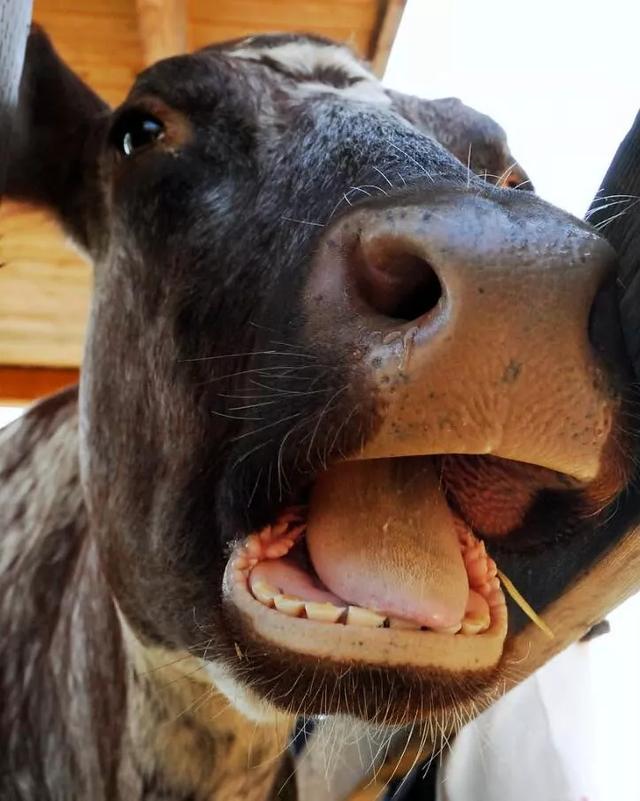 奶牛的上颚是没有牙齿的,所以你不比担心被它咬到山羊的瞳孔是横着的