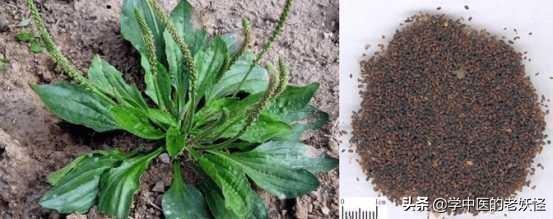 每日一中药——车前子