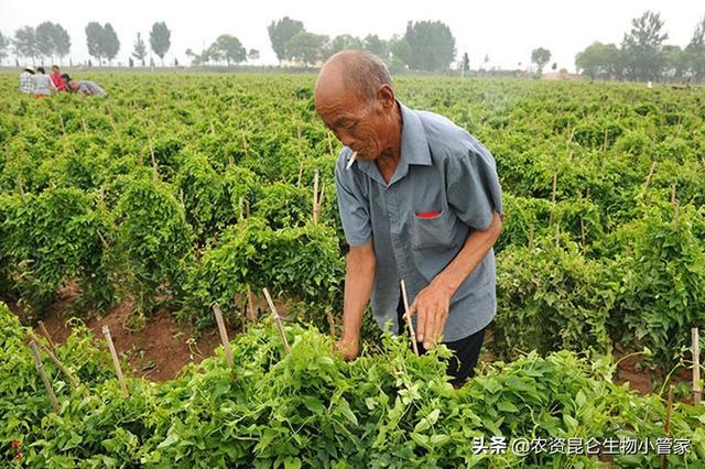 山药烂根病怎么治？山药叶枯叶霉病的预防方法，山药怎样施肥？3