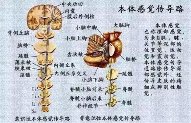 认识本体觉，大脑中精准“身体地图”，生活处处离不开它