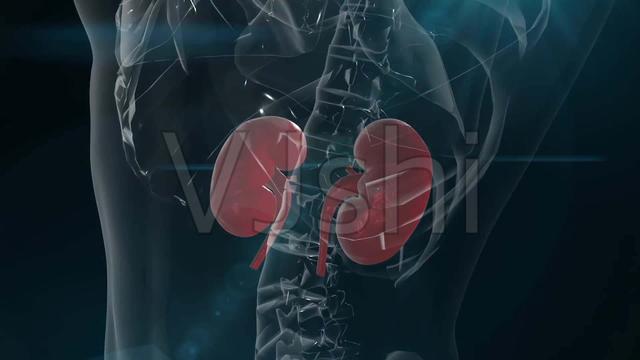 罗永浩以没文化回应苹果iOS15新功能，如今还有人会卖肾买苹果吗