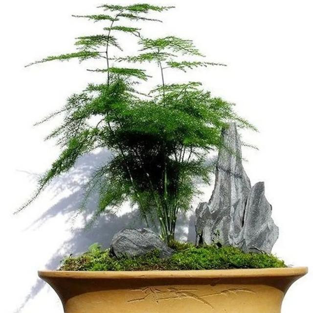 文竹盆景 文竹盆景（文竹盆景摆件） 生活