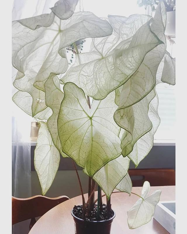 花叶芋 花叶芋（花叶玉蝉） 生活