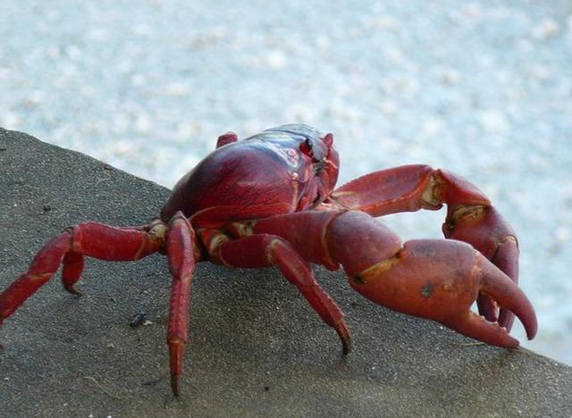 16年一遇！澳洲超过5000万只红蟹大迁徙，爆炒、下酒“爽翻”了？
