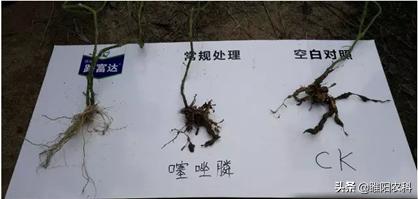 又一个超高效、绿色、低毒杀线虫新药上市，防治根结线虫不再难5