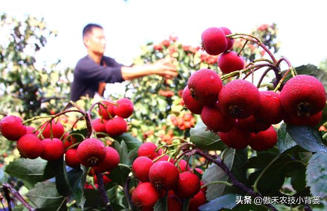 梨小食心虫会造成烂果和枯梢，学会这些虫害防治技巧很必要18