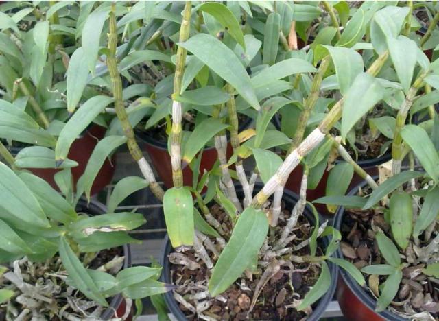 黑节草黑节草有几种