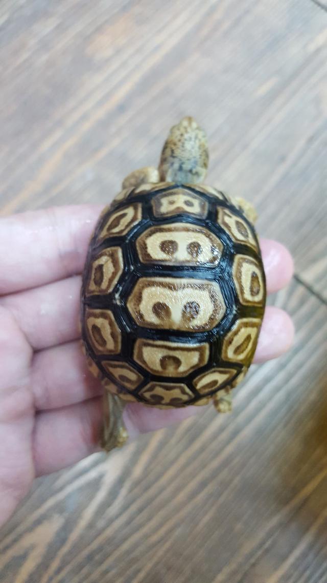 豹和东豹杂合的后代~比如这两只混种:东非豹龟东豹:西非豹龟这个豹龟