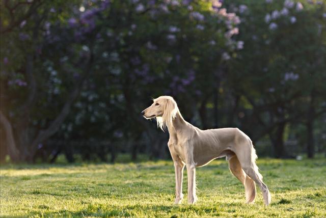 1,萨路基猎犬萨路基猎犬是埃及的贵族犬,它应该是最早被知道的驯化犬