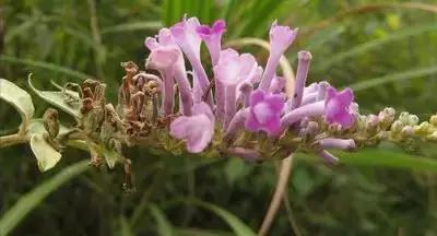 50种浪漫鲜花花语大全