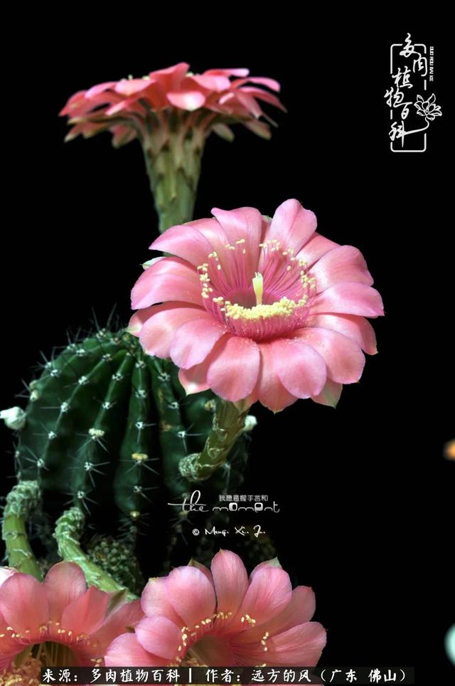 小说仲夏夜的甜全文阅读（小说仲夏夜的秘密免费全文阅读）