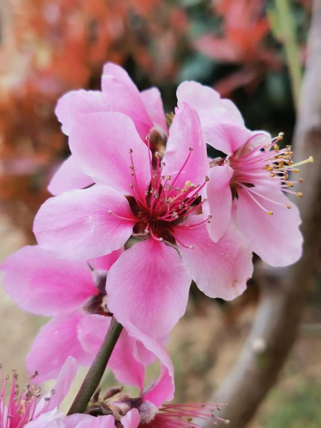 花的品种