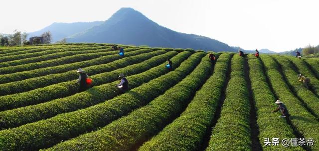 江西庐山盛产什么茶