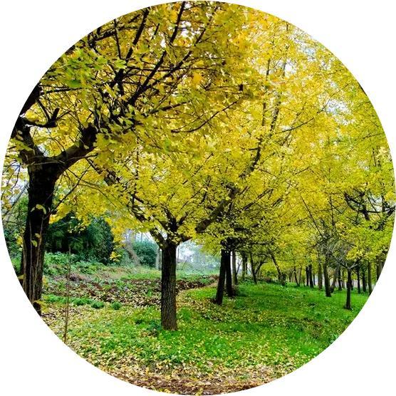 微信头像,秋天最迷人的景色,足足40张-站库网