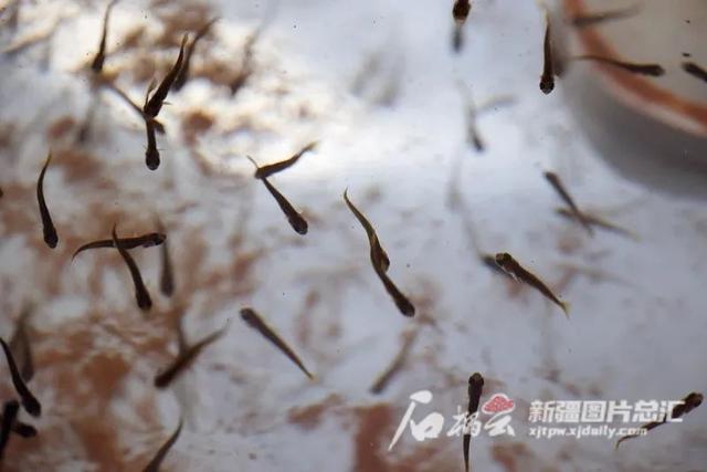阿勒泰生产制砂机厂家批发价的简单介绍