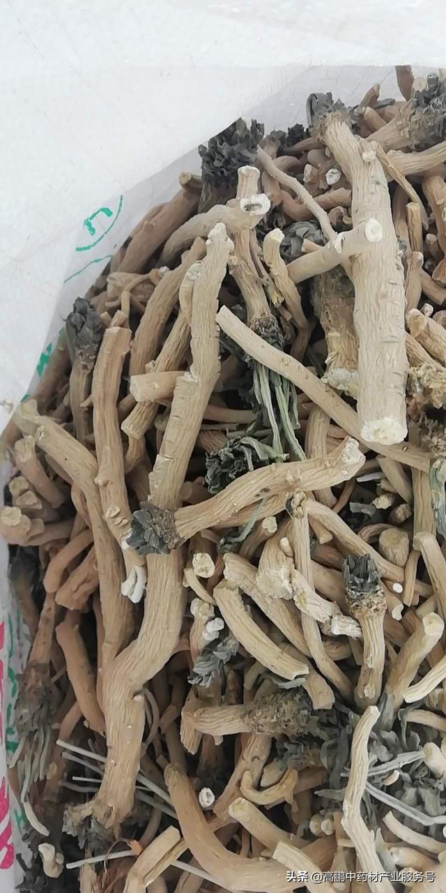 高鹏说药材：近期甘肃地产药材品种人气上升，后市看涨