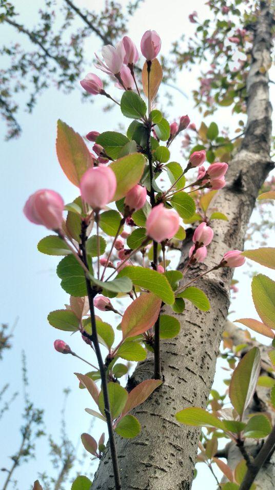 垂丝海棠 垂丝海棠（垂丝海棠简笔画） 生活