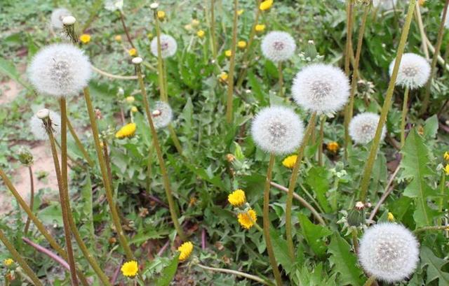 能当菜吃的中草药