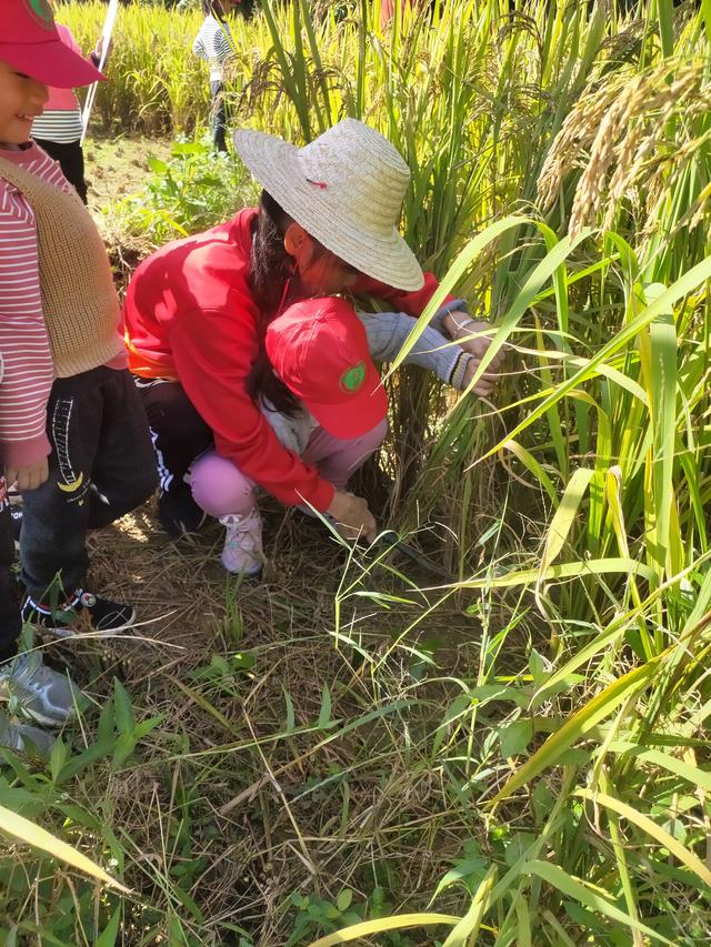 幼儿园的割水稻能手