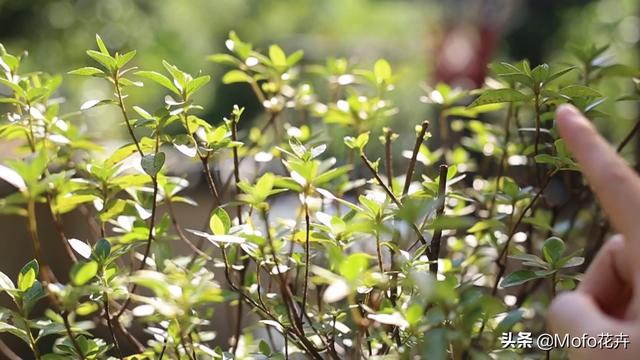 杜鹃花的养殖方法和注意事项（园艺师教你杜鹃花怎么养）