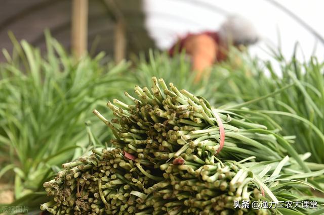 怎么让韭菜越长越粗壮，经常喷施这个叶面肥，叶片浓绿茎秆粗壮3