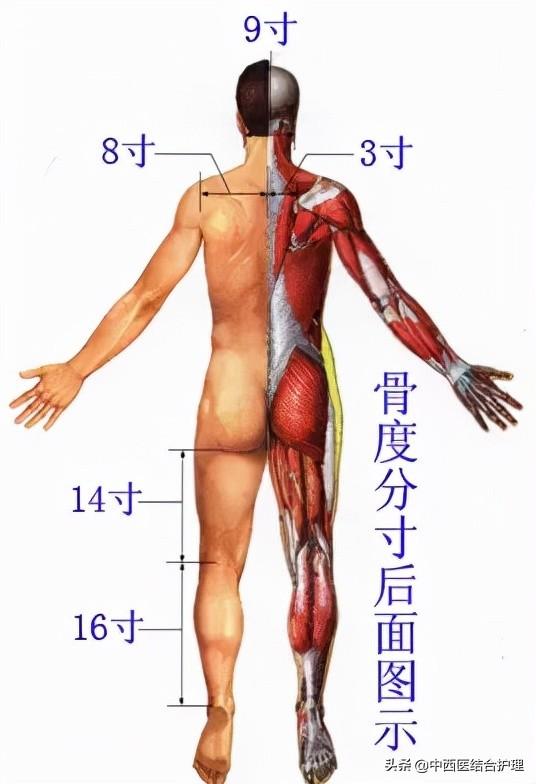 「穴位养生」教你穴位怎么找，收藏价值极高