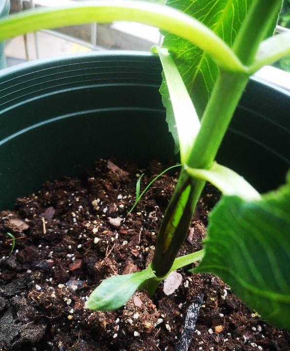 大丽花种植 大丽花种植  大丽花种植时间 生活