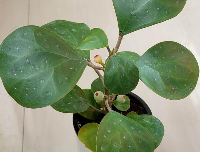 [七猫安卓一键评论]，姓叶的微信昵称大全