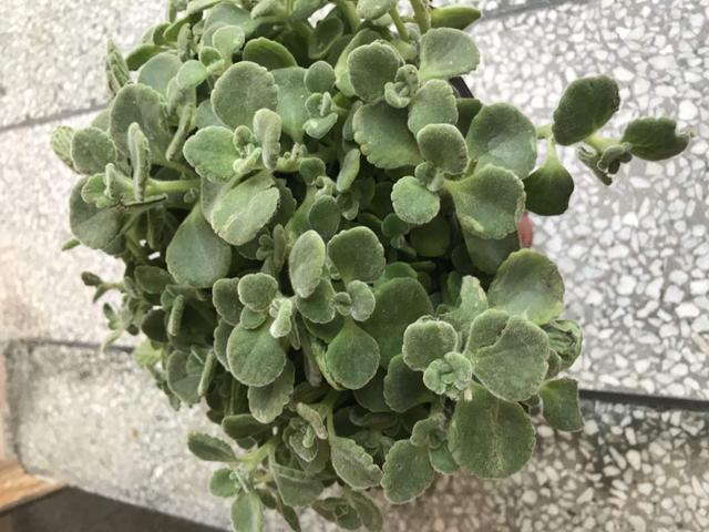 碰碰香 碰碰香（碰碰香可以吃吗） 生活