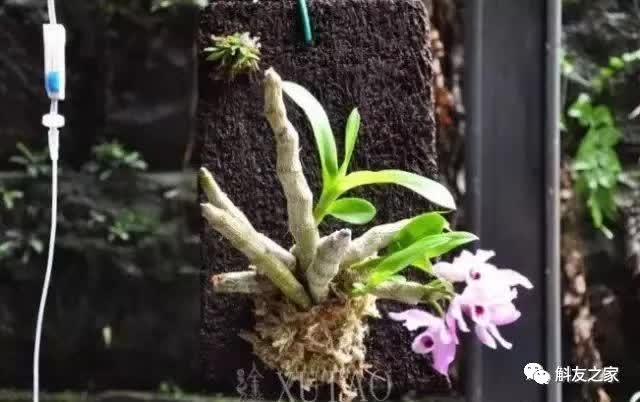 石斛种类 石斛种类（石斛种类有哪些） 生活