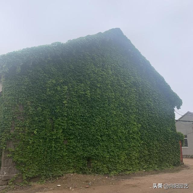 爬山虎 爬山虎（爬山虎履带运输车） 生活
