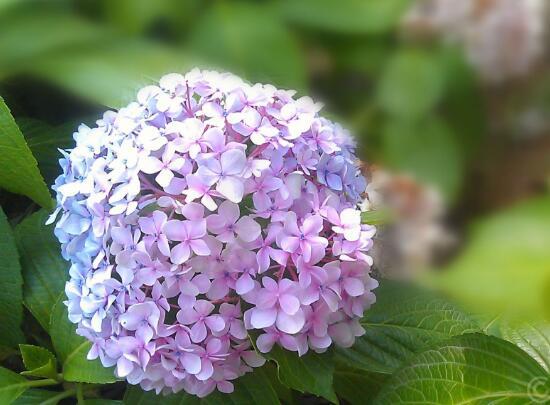 绣球花花语 绣球花花语，绣球花花语和寓意 生活