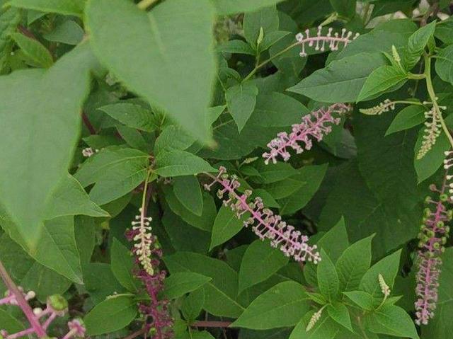 薇甘菊 薇甘菊（薇甘菊危害事件） 生活