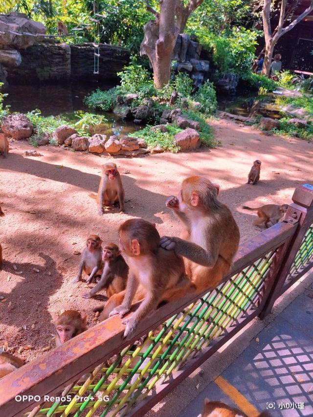南湾猴岛好玩吗（南湾猴岛值得去吗）