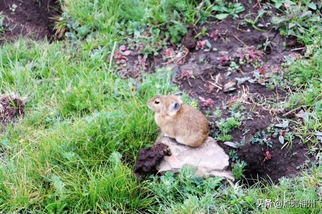 青藏高原上 胖嘟嘟的 大老鼠 是啥 它們被當害獸狂毆半世紀 Kks資訊網