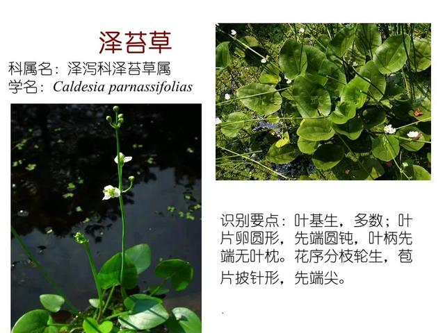 水生植物 水生植物（水生植物种植施工方案） 生活