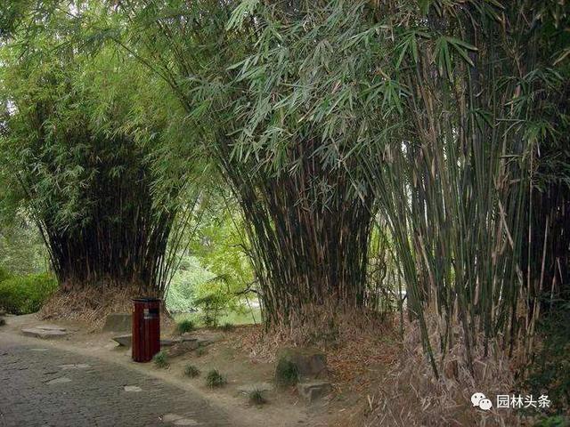 竹子的种类 竹子的种类（竹子的种类及特点） 生活