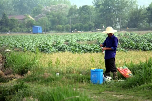 “草甘膦”打后几天可以播种农作物？看看专家怎么建议