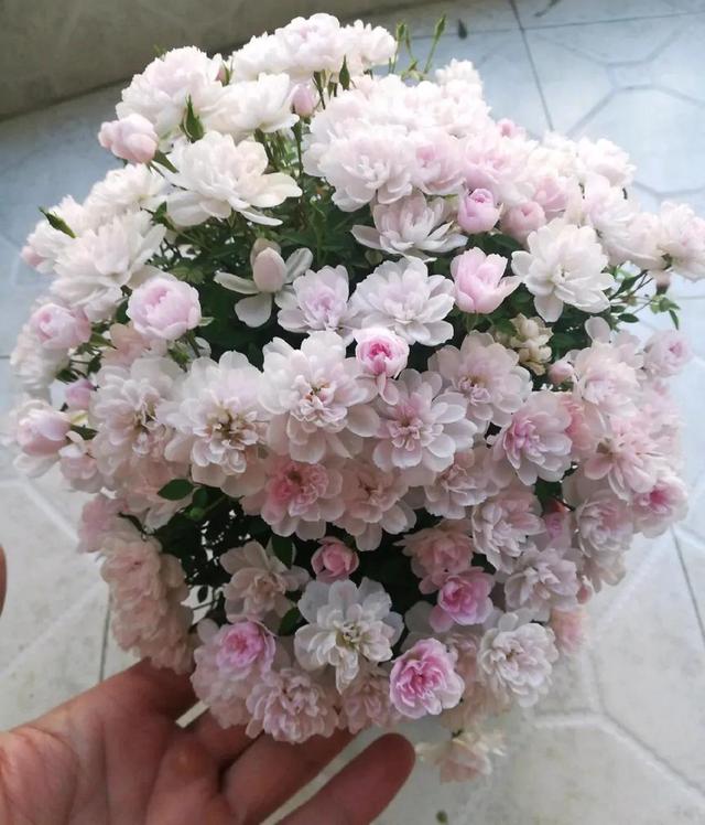 月季花品种介绍