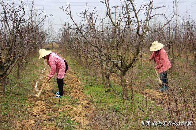 果树全年有三次施肥黄金期，施肥的时间、种类、方法和原则告诉你3