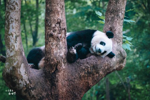 成都必去的10个景点